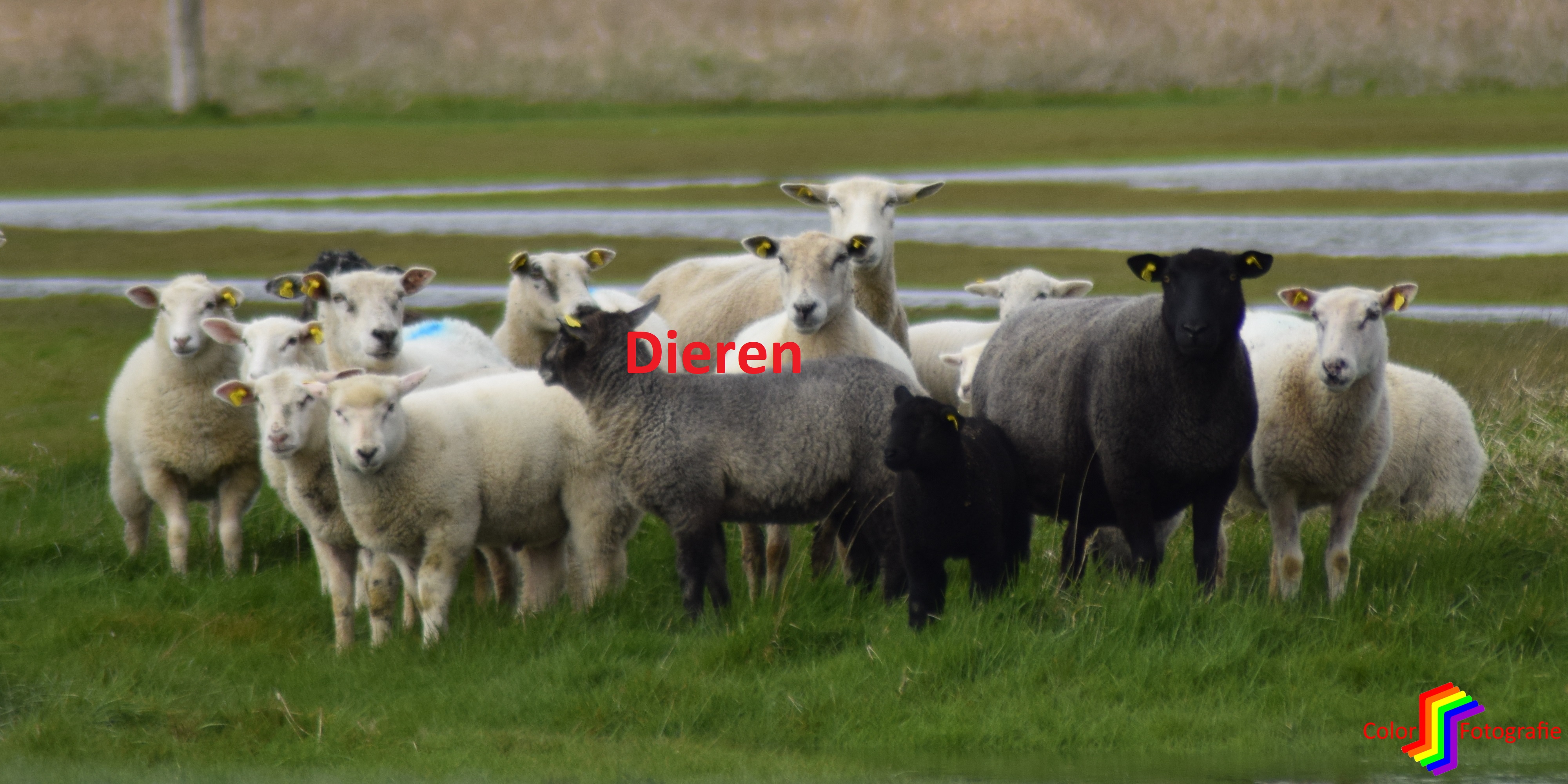 schapen in de wei