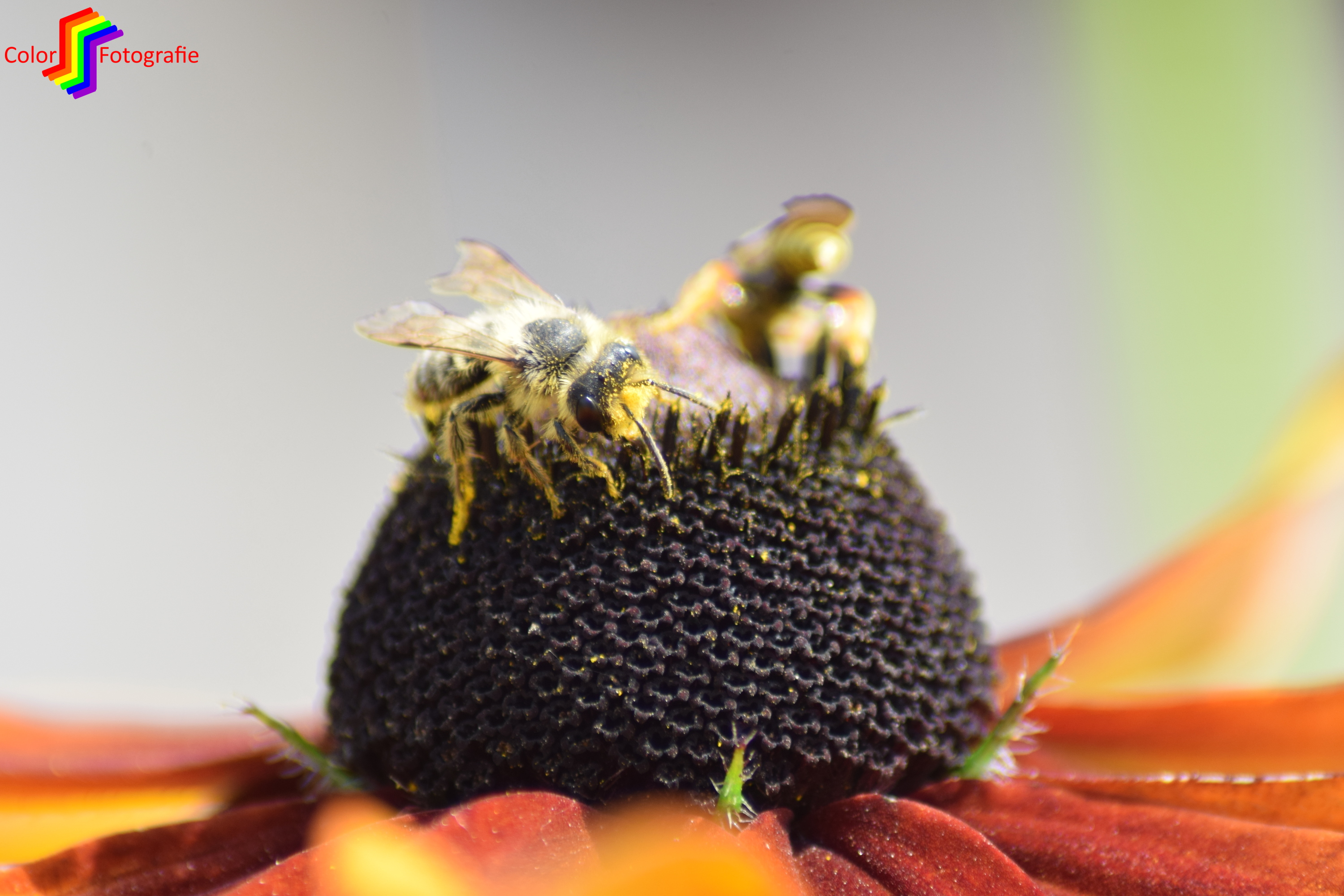 bijen met stuifmeel op bloem