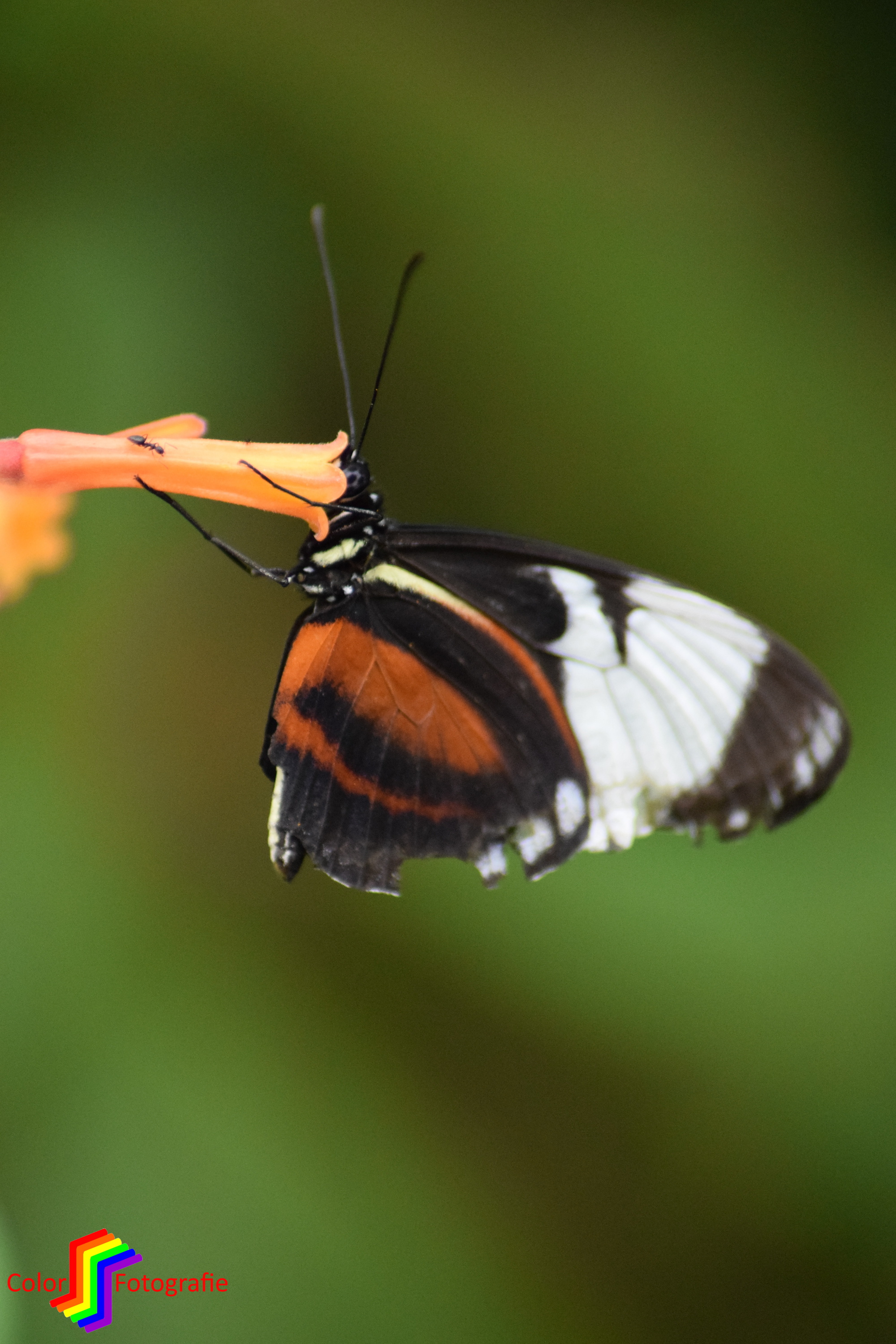etende vlinder op kelkbloem