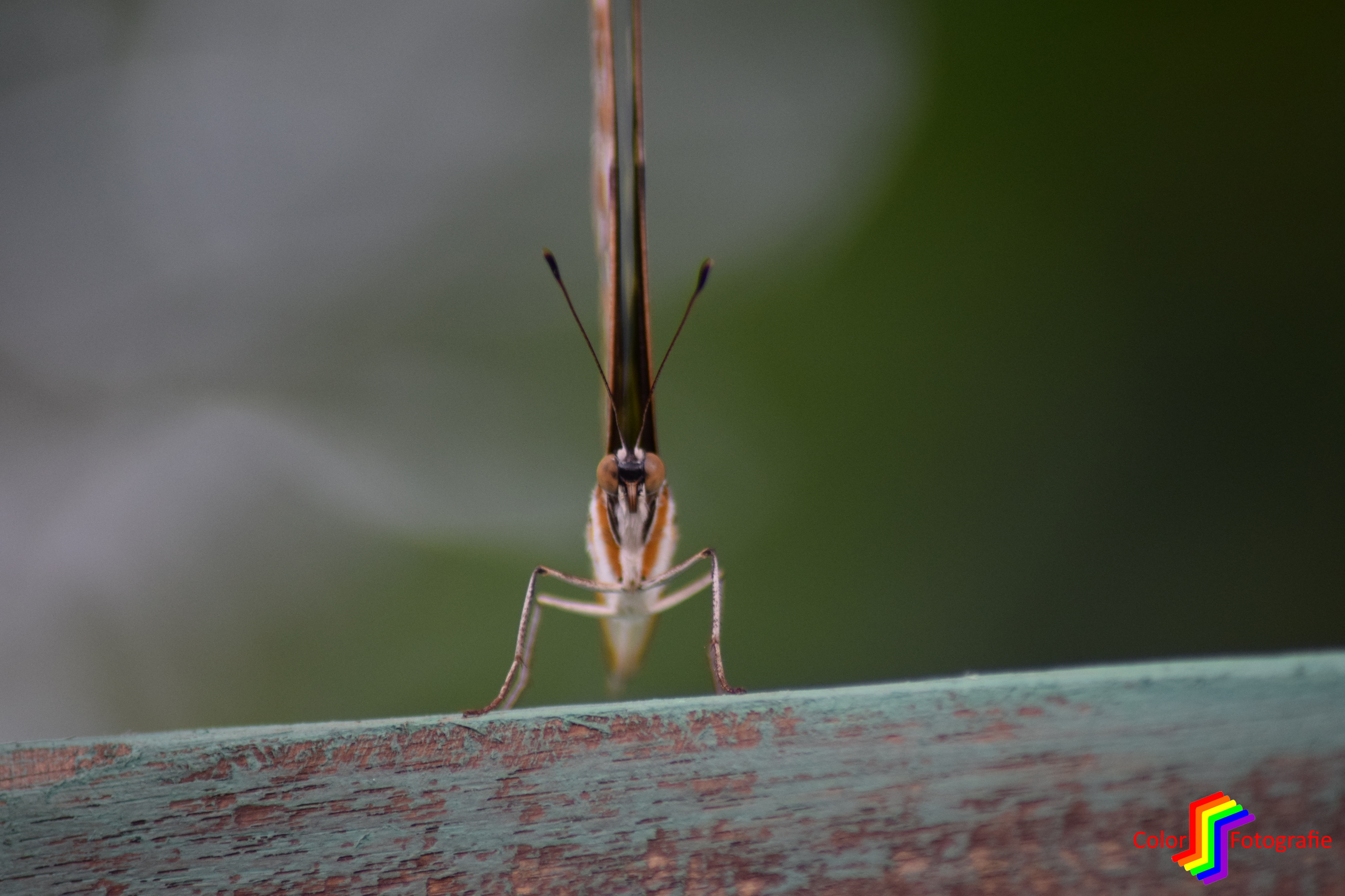 vooraanzicht van vlinder op een balk