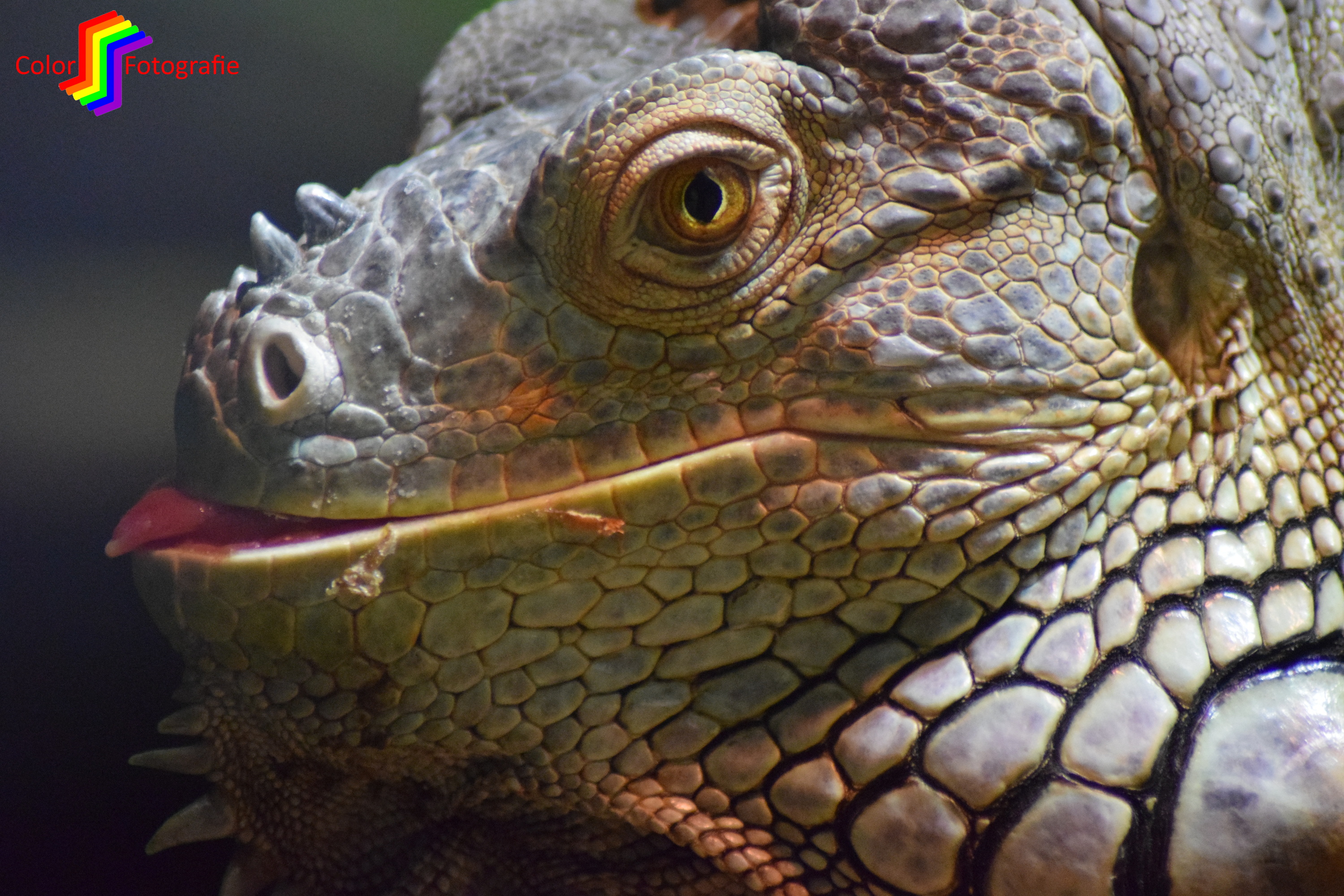 tong uitstekende leguaan