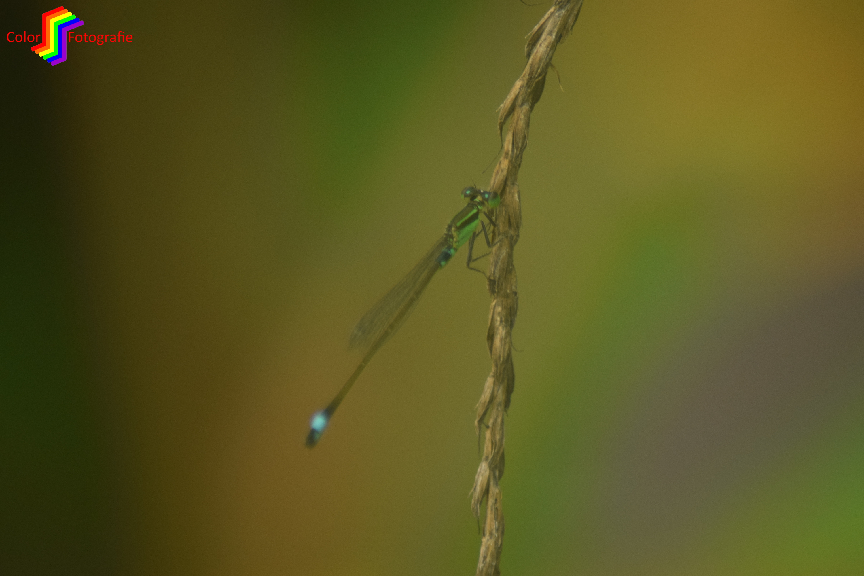 waterjuffer op takje