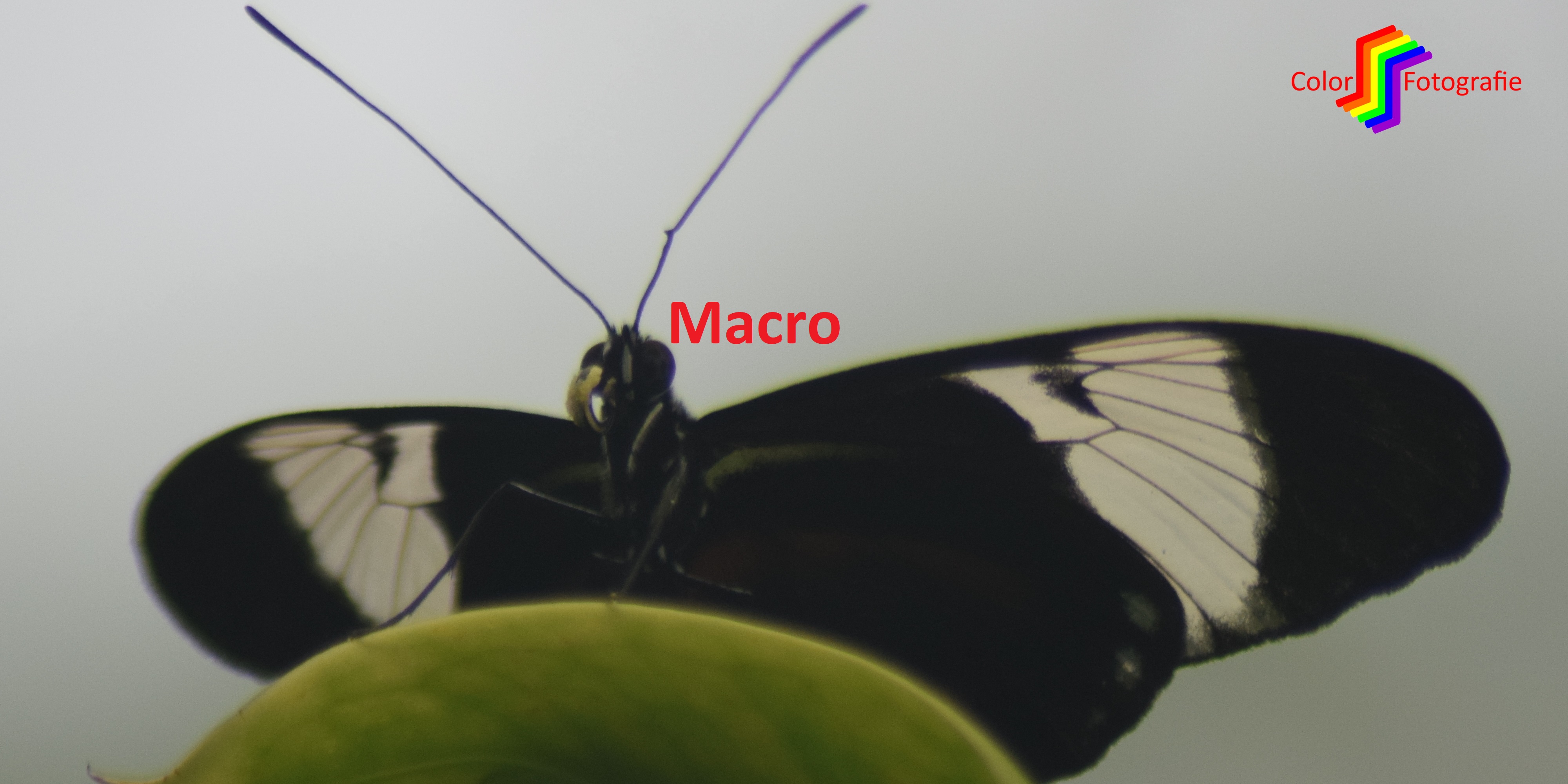 vooraanzicht vlinder op blad