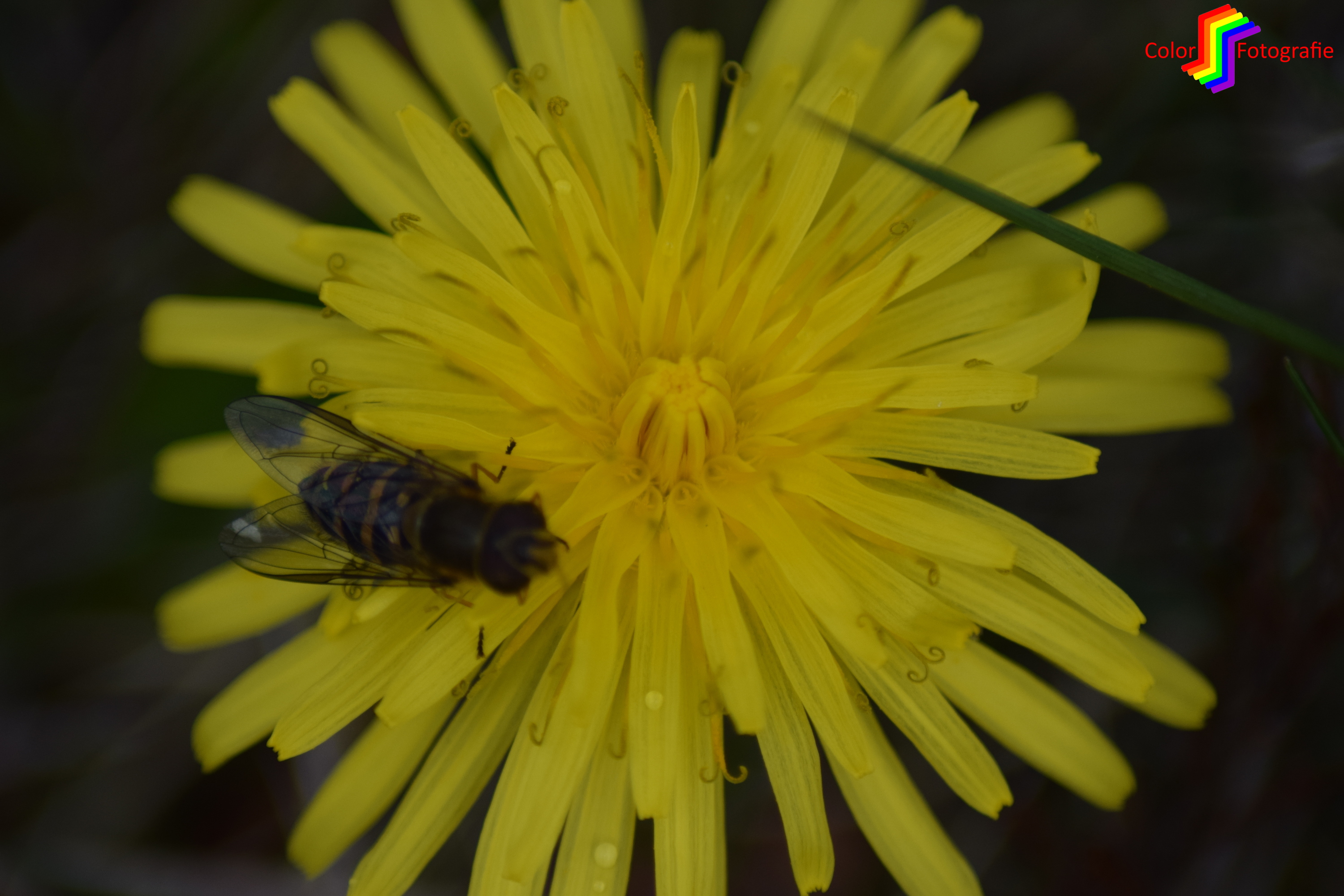 paardenbloem met zweefvlieg