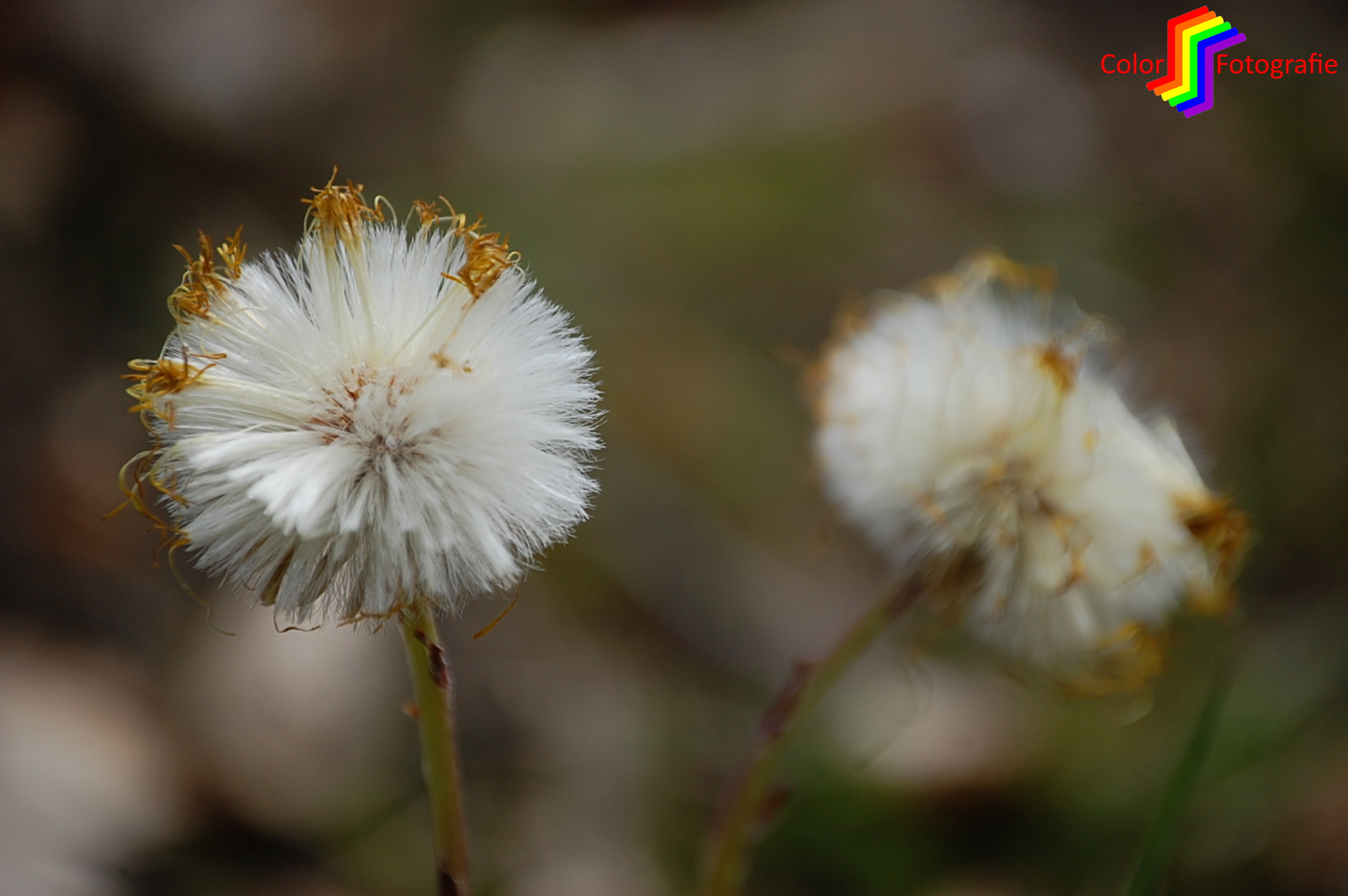 uitgebloeide bloemetjes met pluisjes