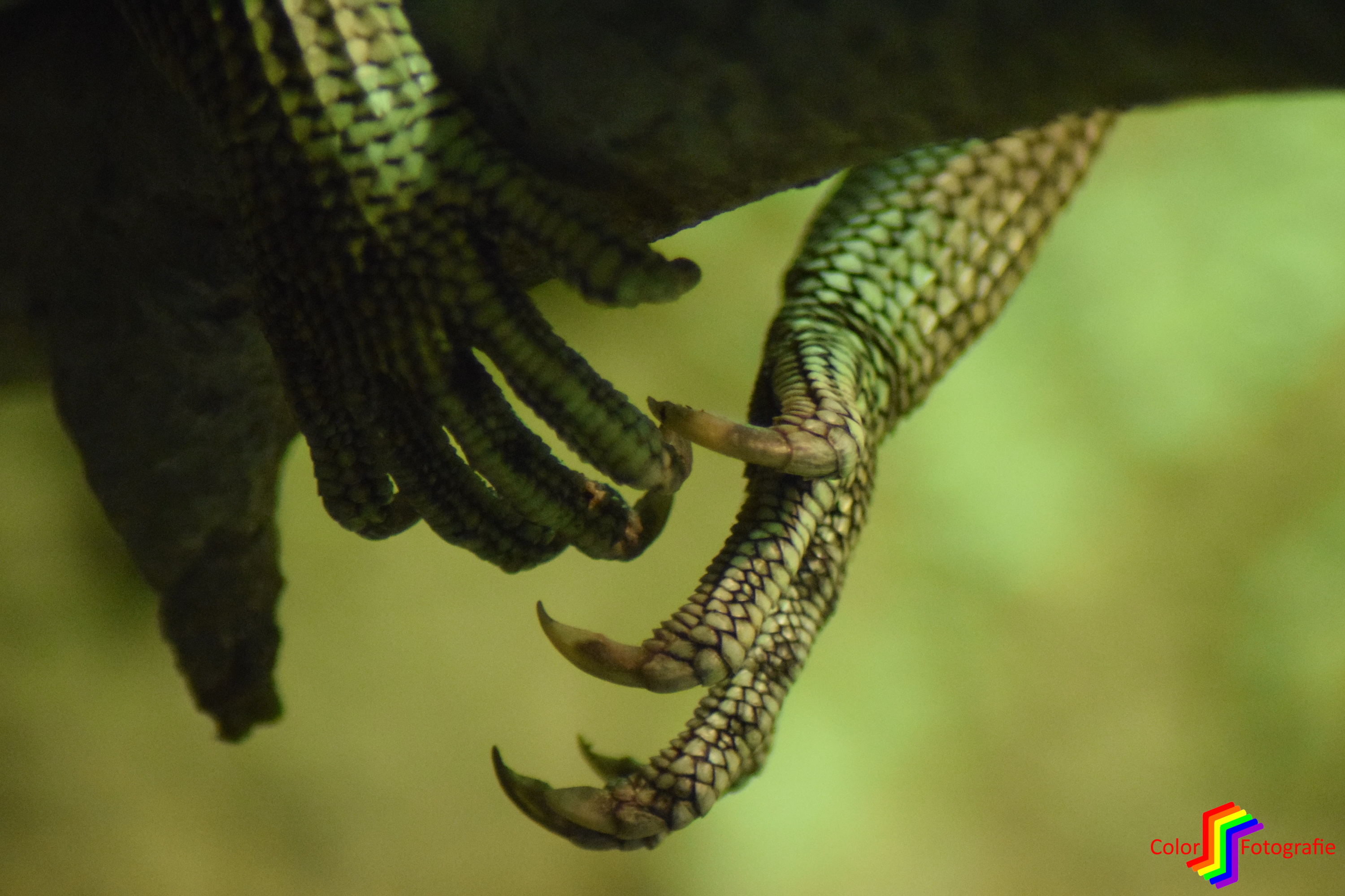 hangende pootjes van een hagedis