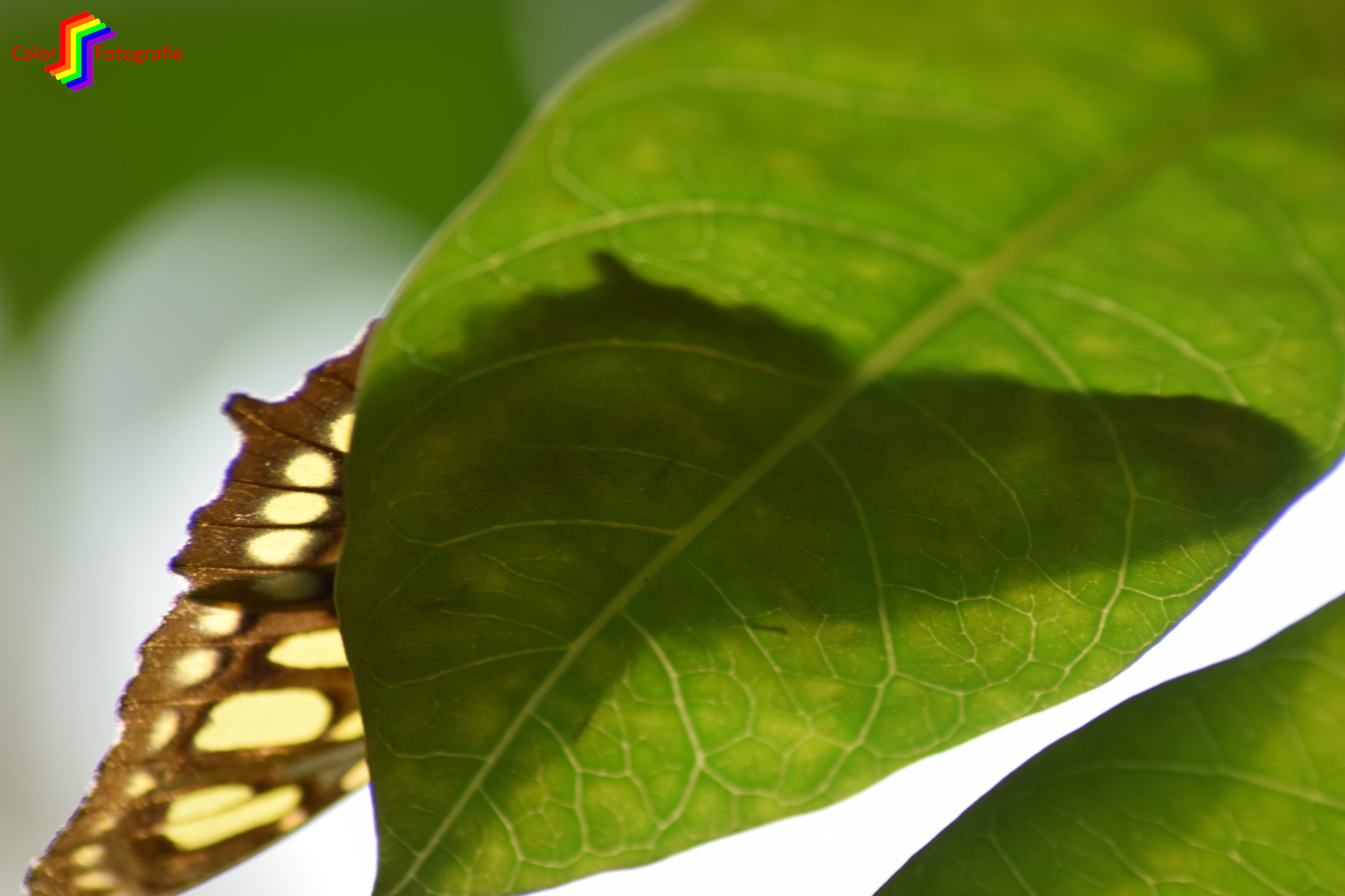 onderkant van blad met een vlinderschaduw