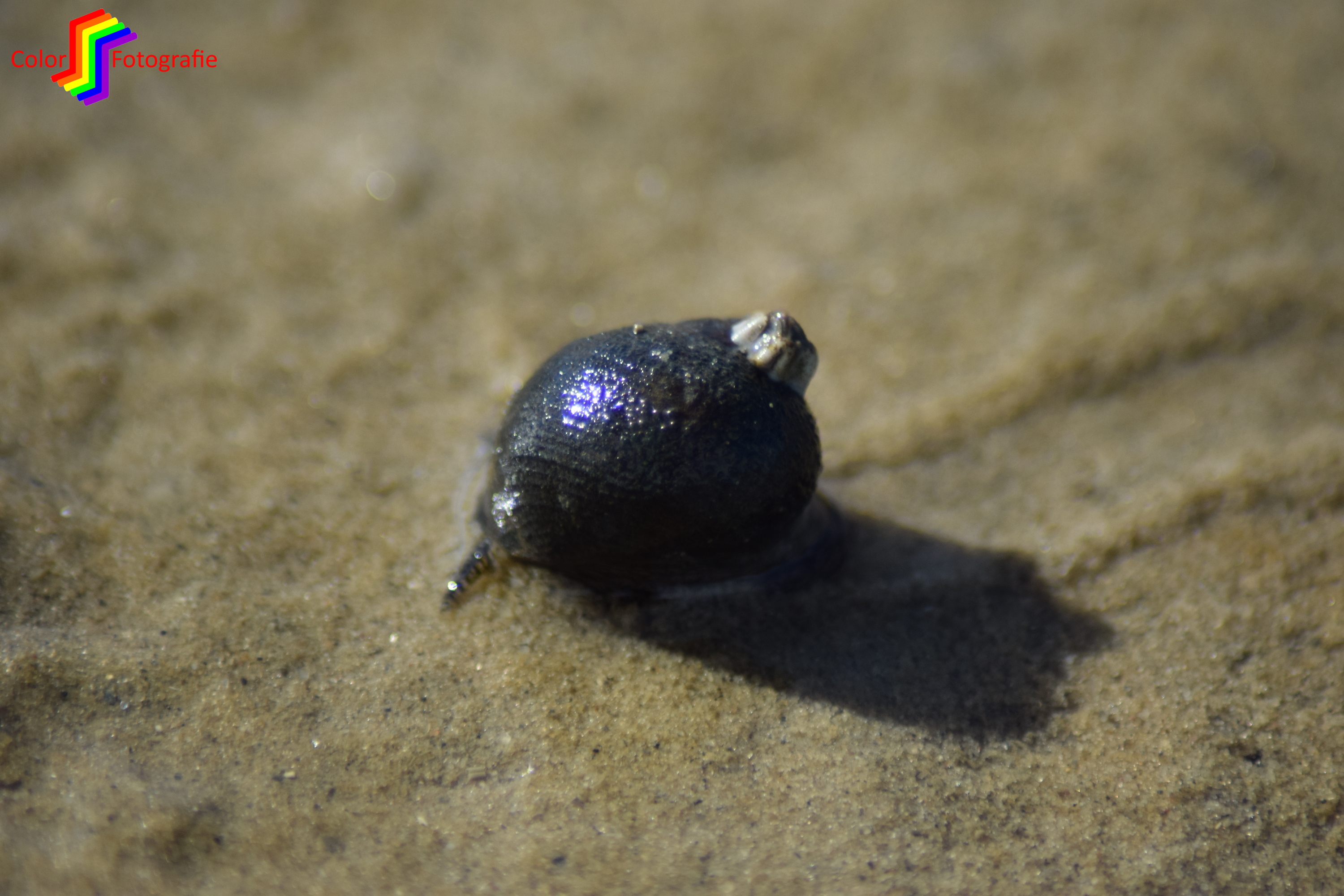 zeeslakje met zeepok
