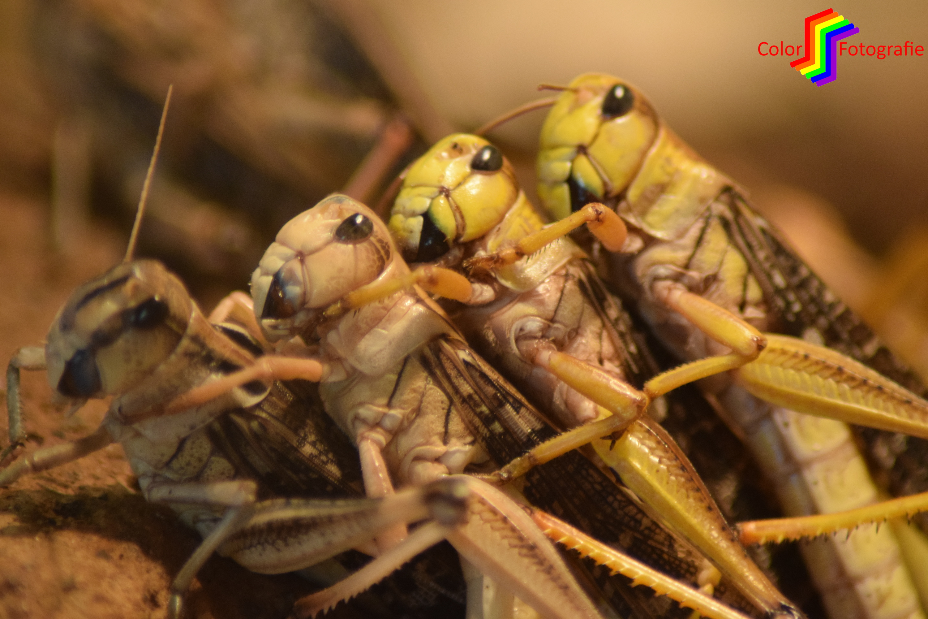 vier sprinkhanen op elkaar