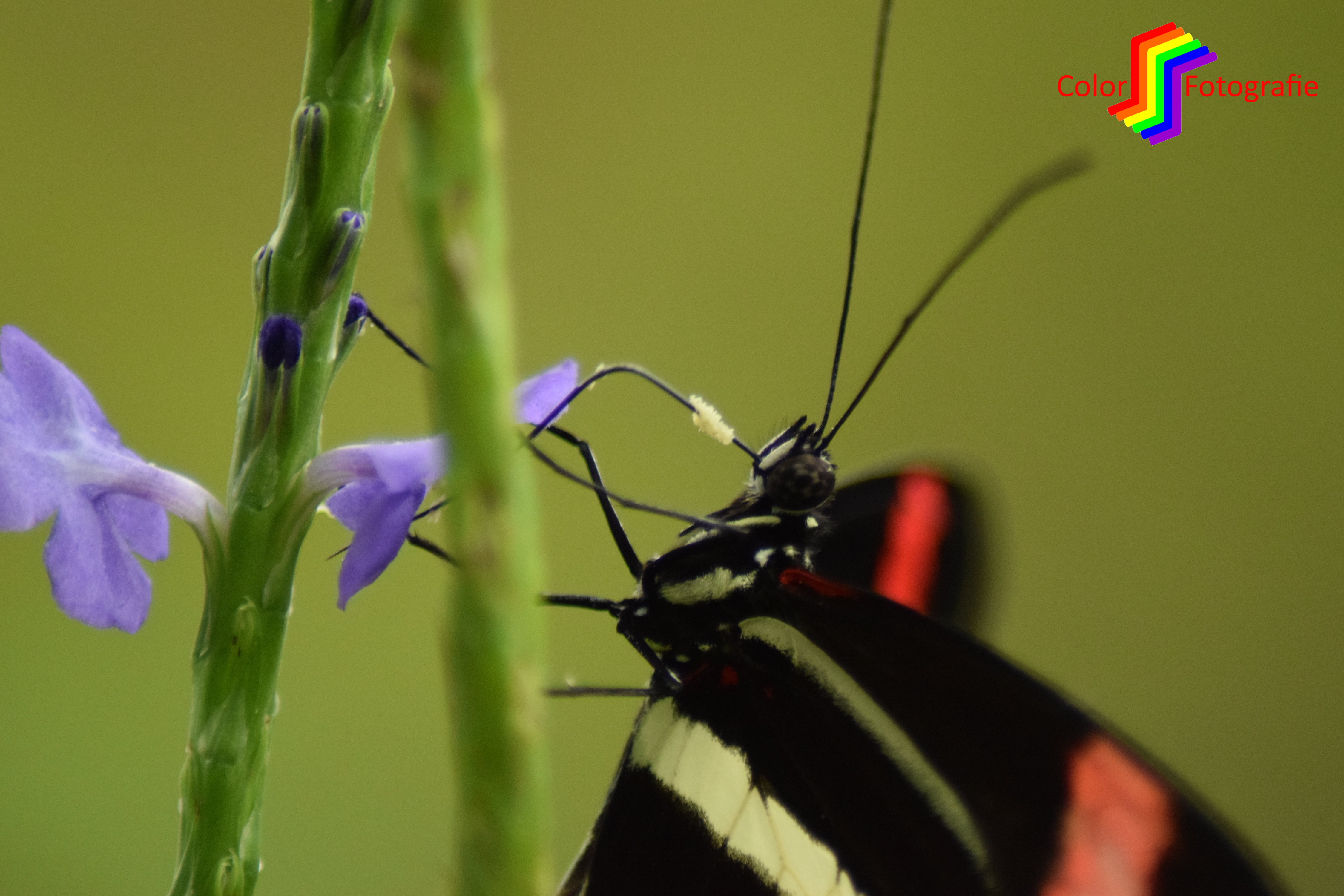 vlinder met stuifmeel aan tong