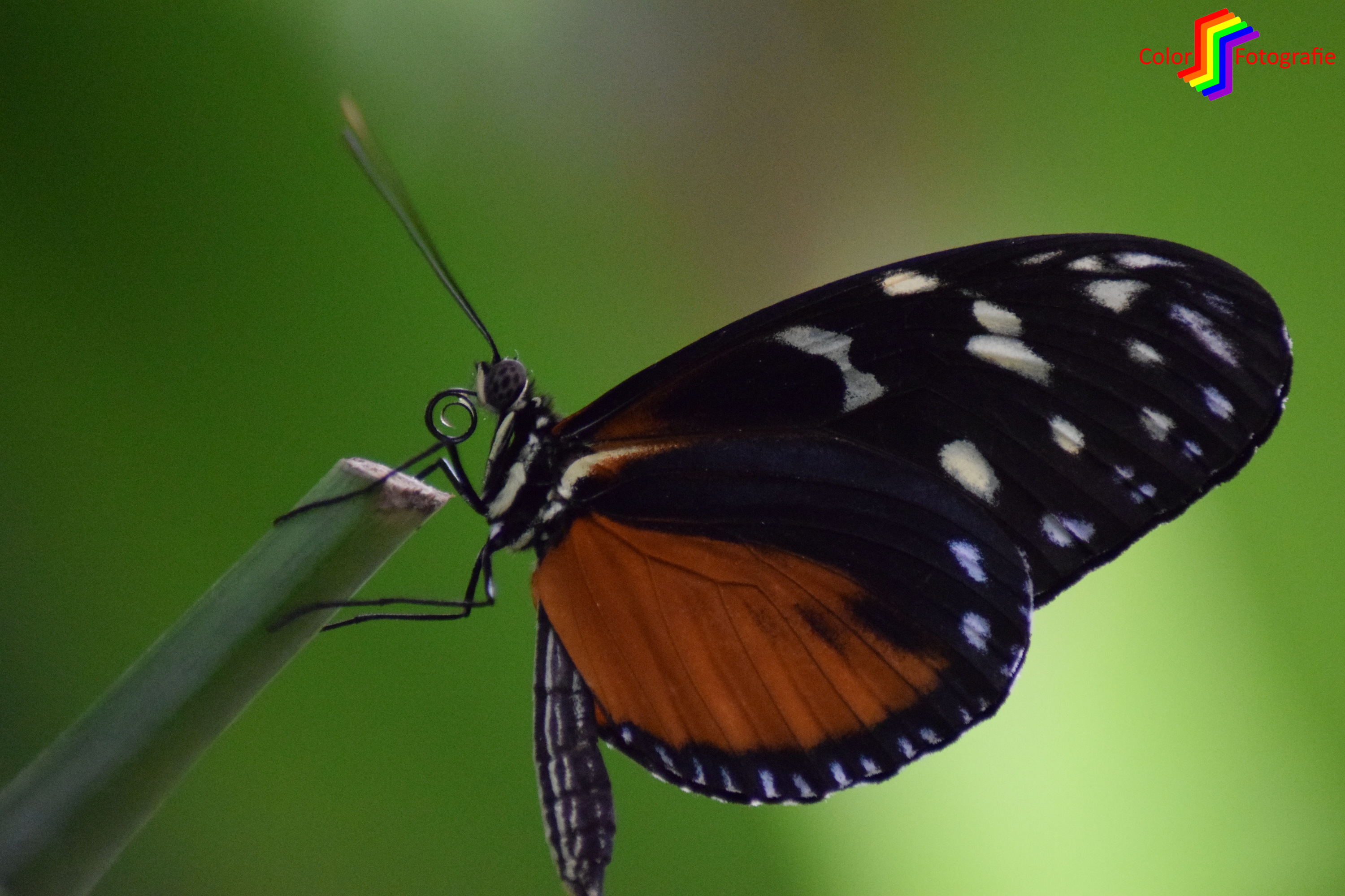 vlinder op takje met opgerolde tong