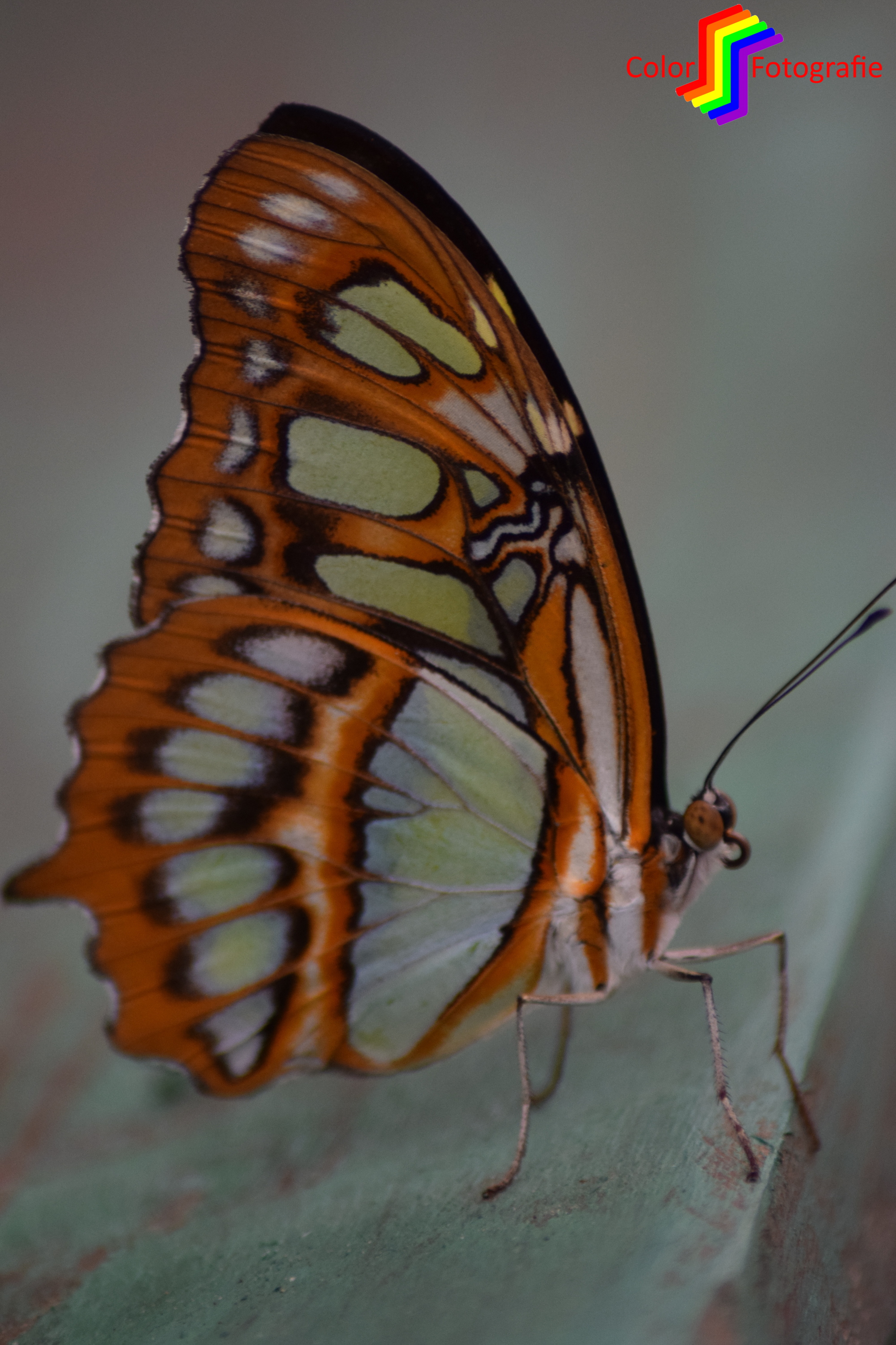 vlinder op balk met gelijke kleuren
